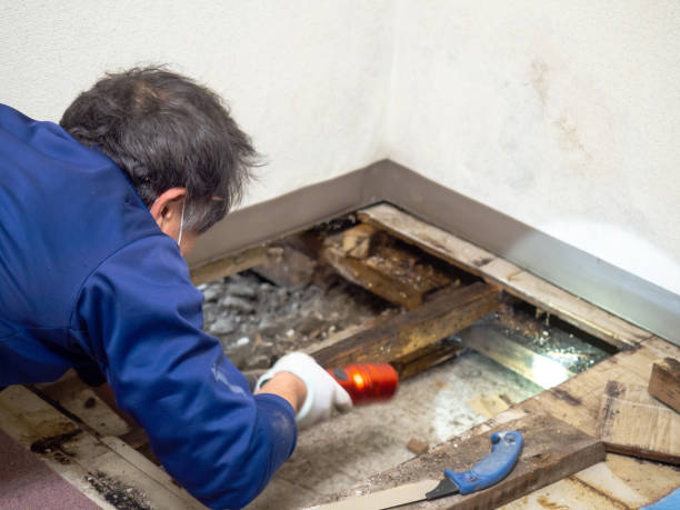 Best Emergency Mold Removal  in Lake Of The Woods, IL