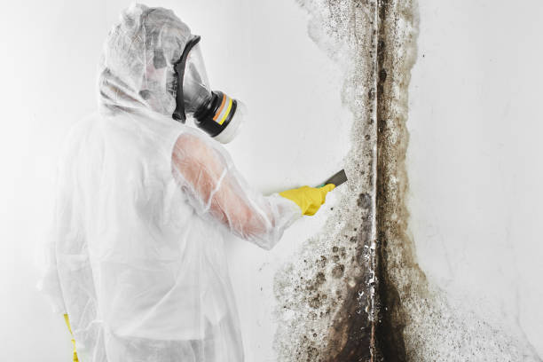 Best Residential Mold Removal  in Lake Of The Woods, IL