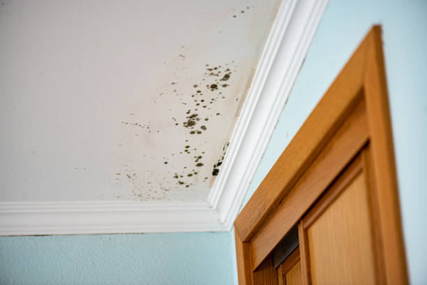 Best Attic Mold Removal  in Lake Of The Woods, IL