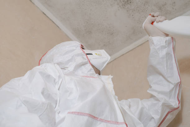 Best Best Mold Removal Companies  in Lake Of The Woods, IL